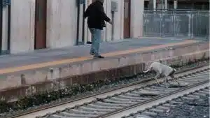 maddaloni calci cagnolina binari denuncia