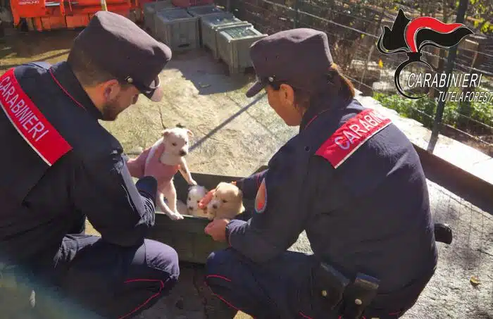 Montefredane carabinieri salvano cuccioli cane abbandonati