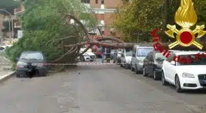 crollo albero roma morta donna ferita