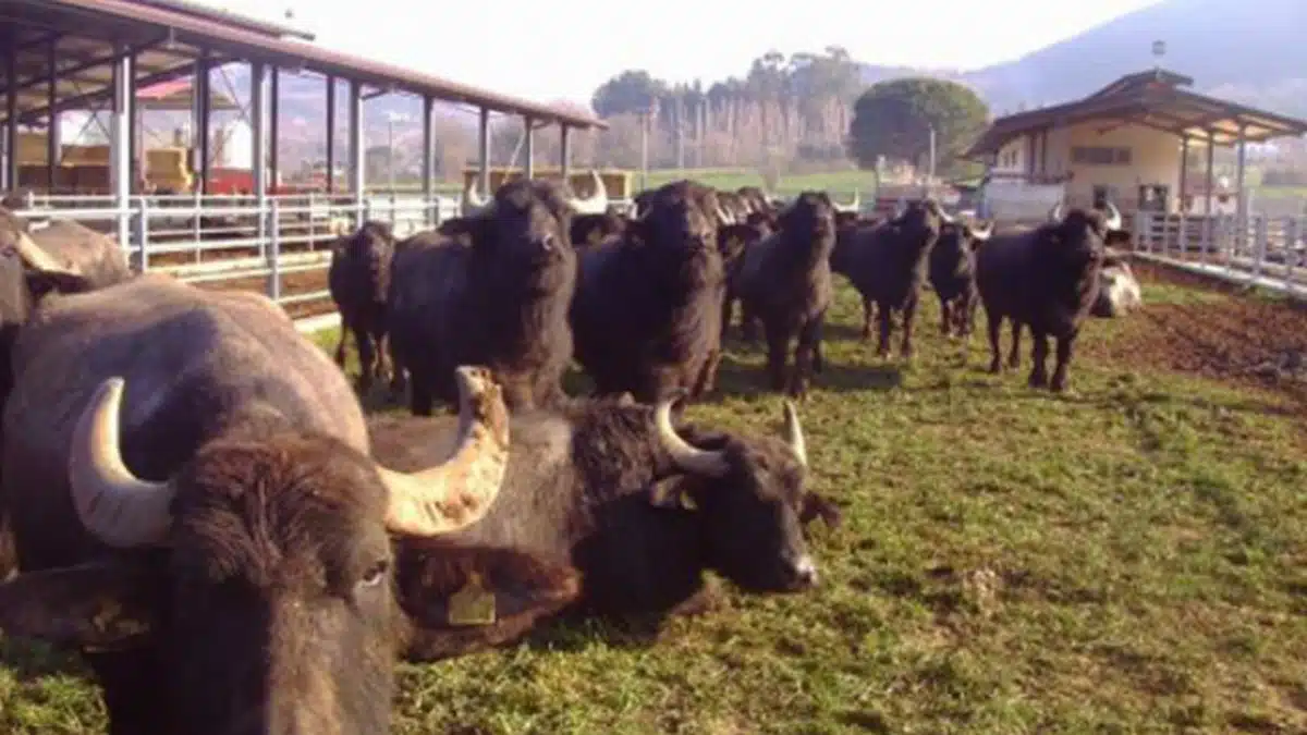 operaio morto allevatore assolto capaccio paestum