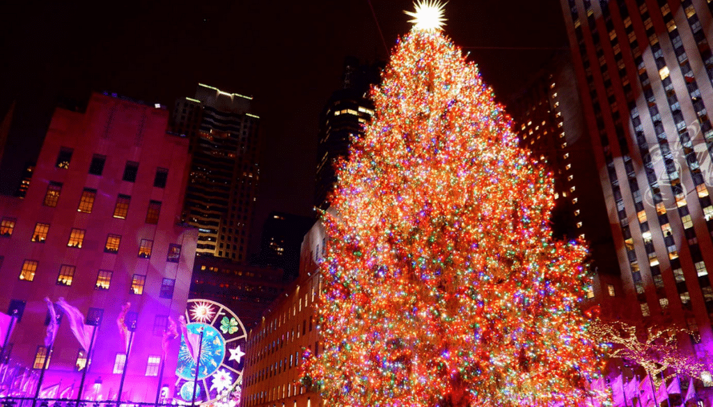 albero più bello mondo realizzato italiano frosinone