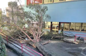 Crollo albero Università Salerno ferito terapia intensiva