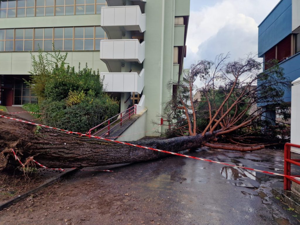 Cade albero Università salerno feriti cause cosa successo