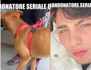 falsa pensione cani san marcellino inchiesta le iene