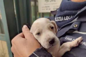 Cava de' Tirreni, butta cuccioli di cane in un torrente: denunciato