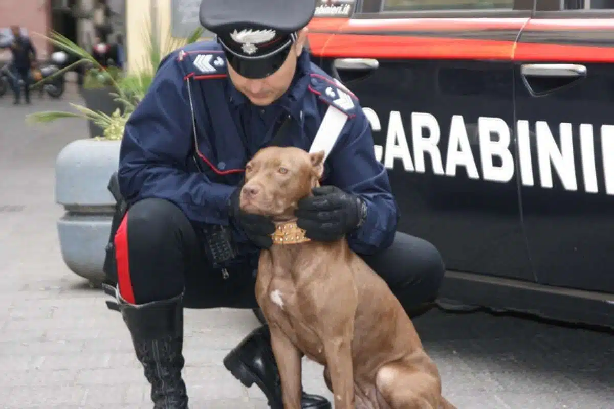 cane abbandonato treviso lite figlio denuncia