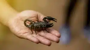 colombia scoperta nuova razza scorpione