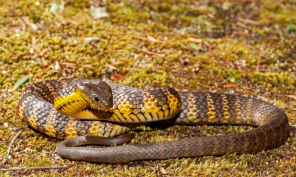 Australia donna attaccata serpente tigre mentre guida