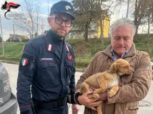 Calitri carabinieri salvano cucciolo cane