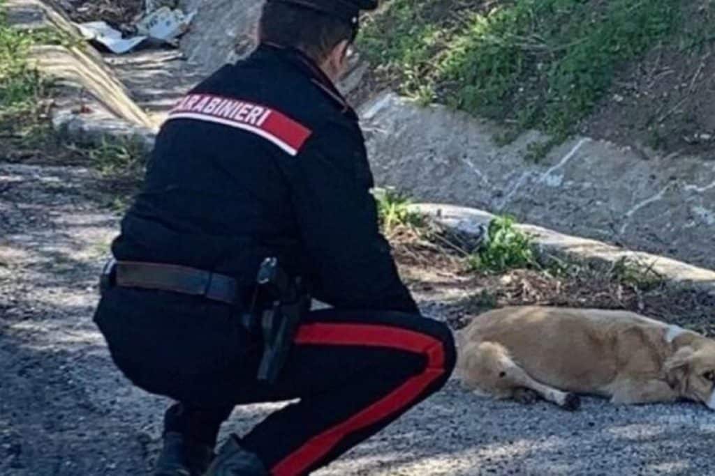 san-martino-valle-caudina-picchia-un-cane-con-un-bastone-denunciata