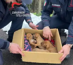 Aquilonia carabinieri salvano cuccioli cane