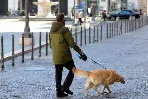 Porta a spasso i cani ma viene travolto e ucciso da una Toyota a Parma: Pellegro Bosi aveva 66 anni