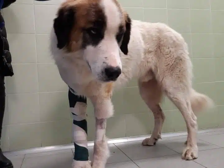 cane legato trascinato auto bari