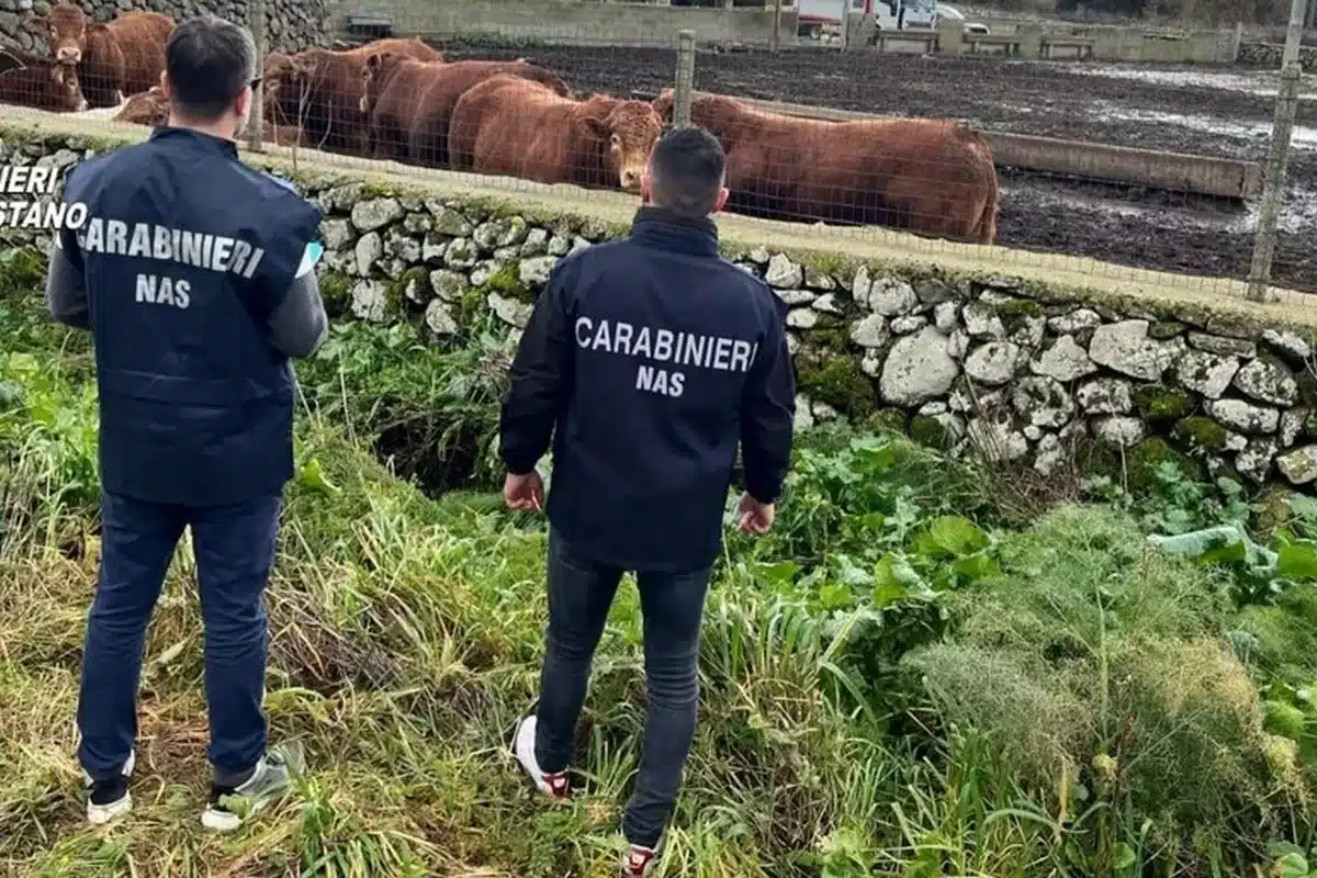 farmaci nocivi bovini macello arresto oristano