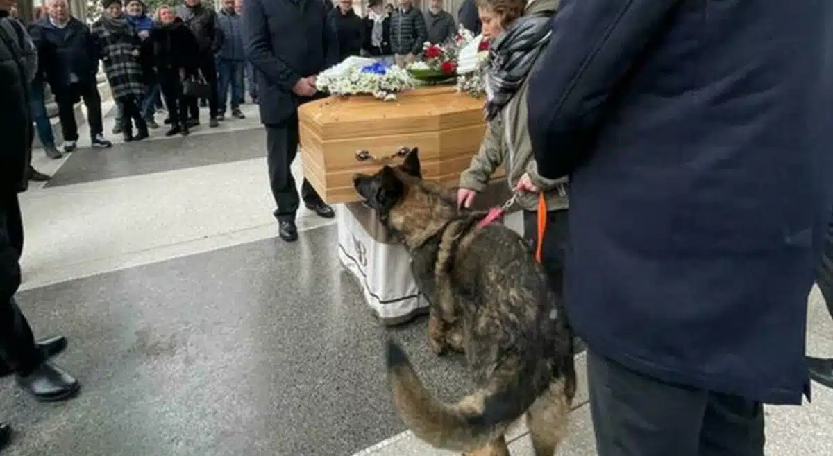 cane funerale venezia leone annusa bara saluto