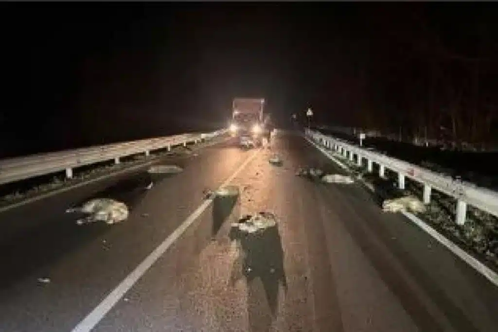 incidente avellino cinghiali 9 gennaio 2025