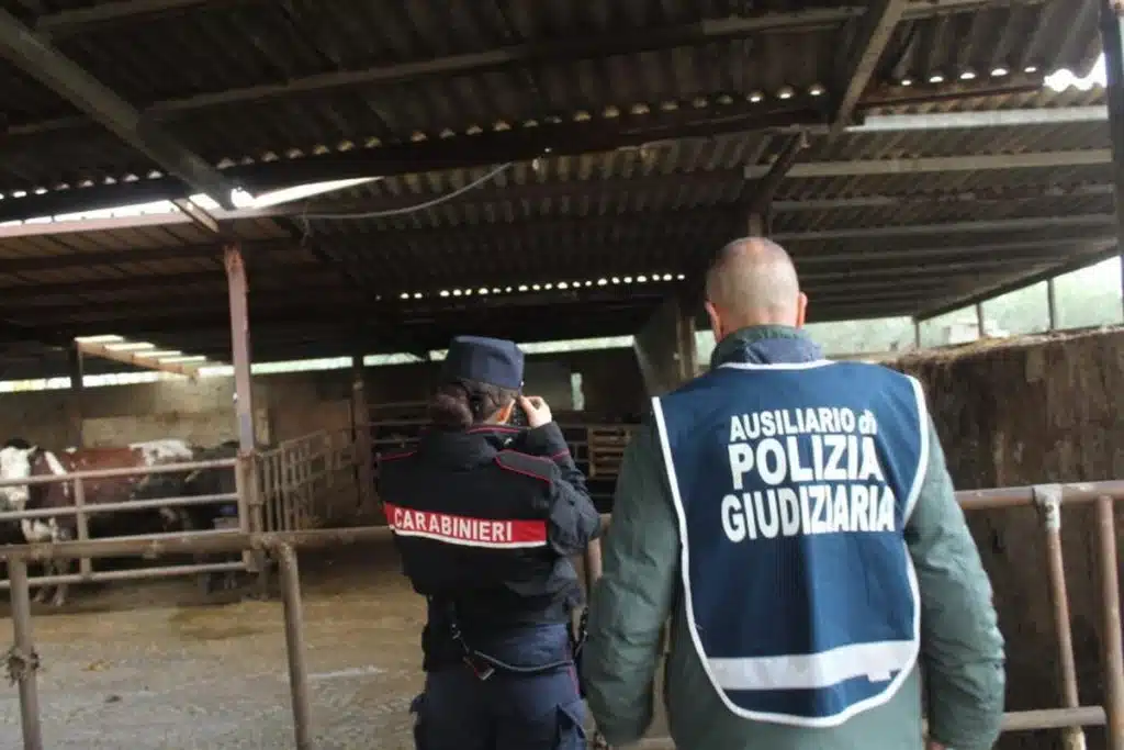 capaccio paestum sequestro azienda bovina smaltimento illecito liquami