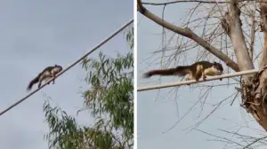 scoiattolo alieno cilento perché pericolo specie locali