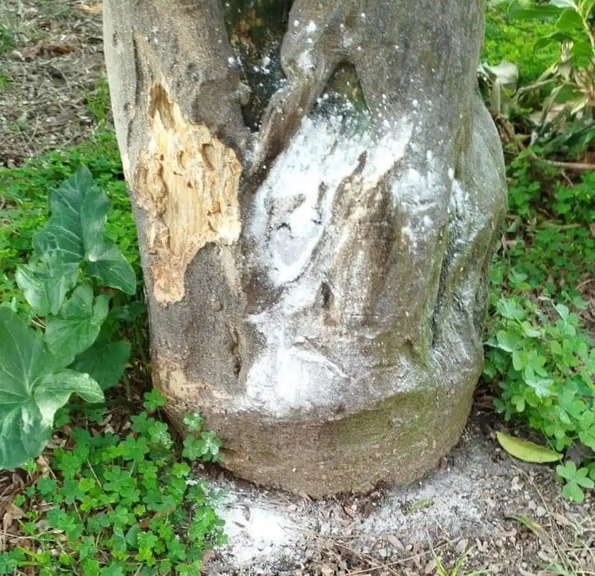 pozzuoli polvere bianca sospetta piante alberi villa chiusura