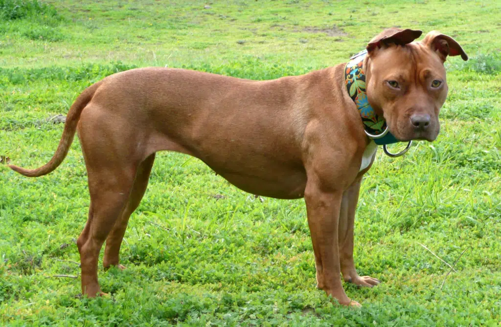 Pavia azzannato cane gravissime condizioni