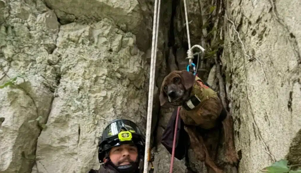 roscigno-cane-da-caccia-cade-nel-fiume-sammaro-salvato-dai-vigili-del-fuoco