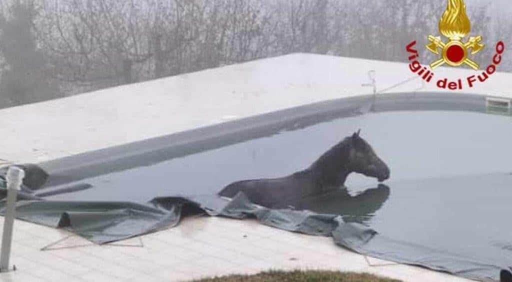 cavallo-cade-in-piscina-privata-nel-piacentino-salvato-dai-vigili-del-fuoco