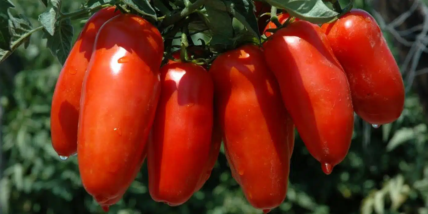 san valentino torio processo imprenditore coltivazione pomodoro san marzano