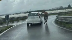 cavallo trainato auto napoli 28 febbraio