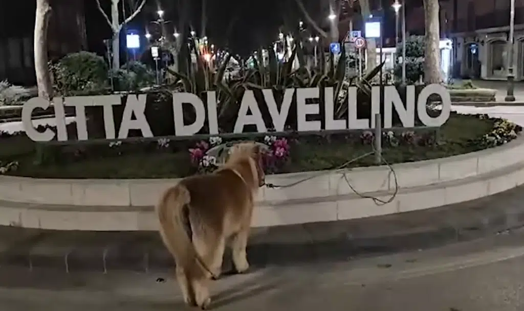 Avellino pony legati video