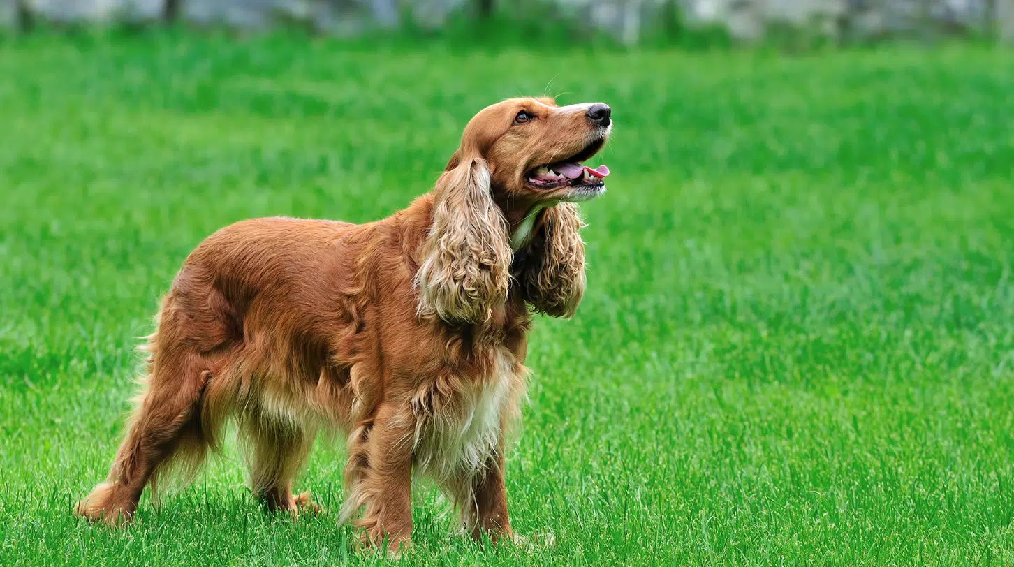 torino cane abbandonato cassonetto