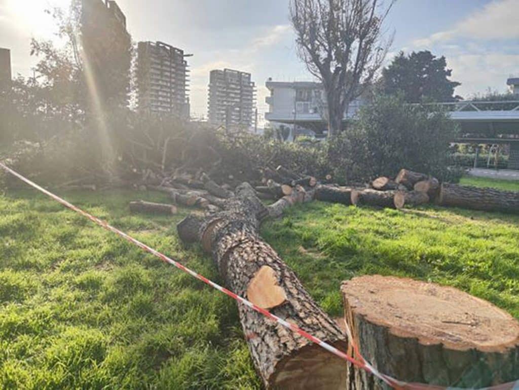 Salerno, scontro tra Comune e ambientalisti sull'abbattimento degli alberi all'Arbostella