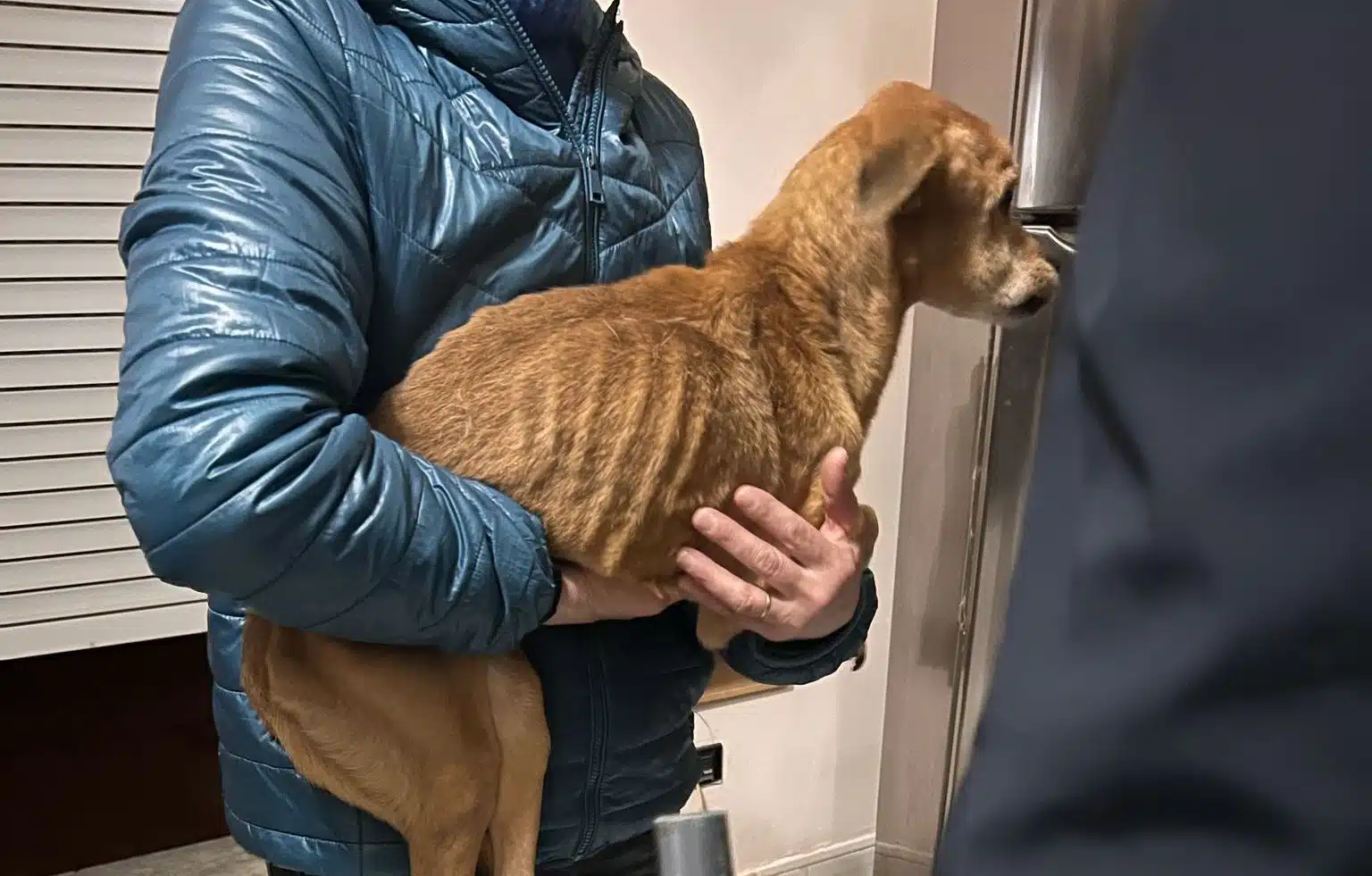 Napoli, scoperto negozio di alimentari abusivo e salvati cani abbandonati