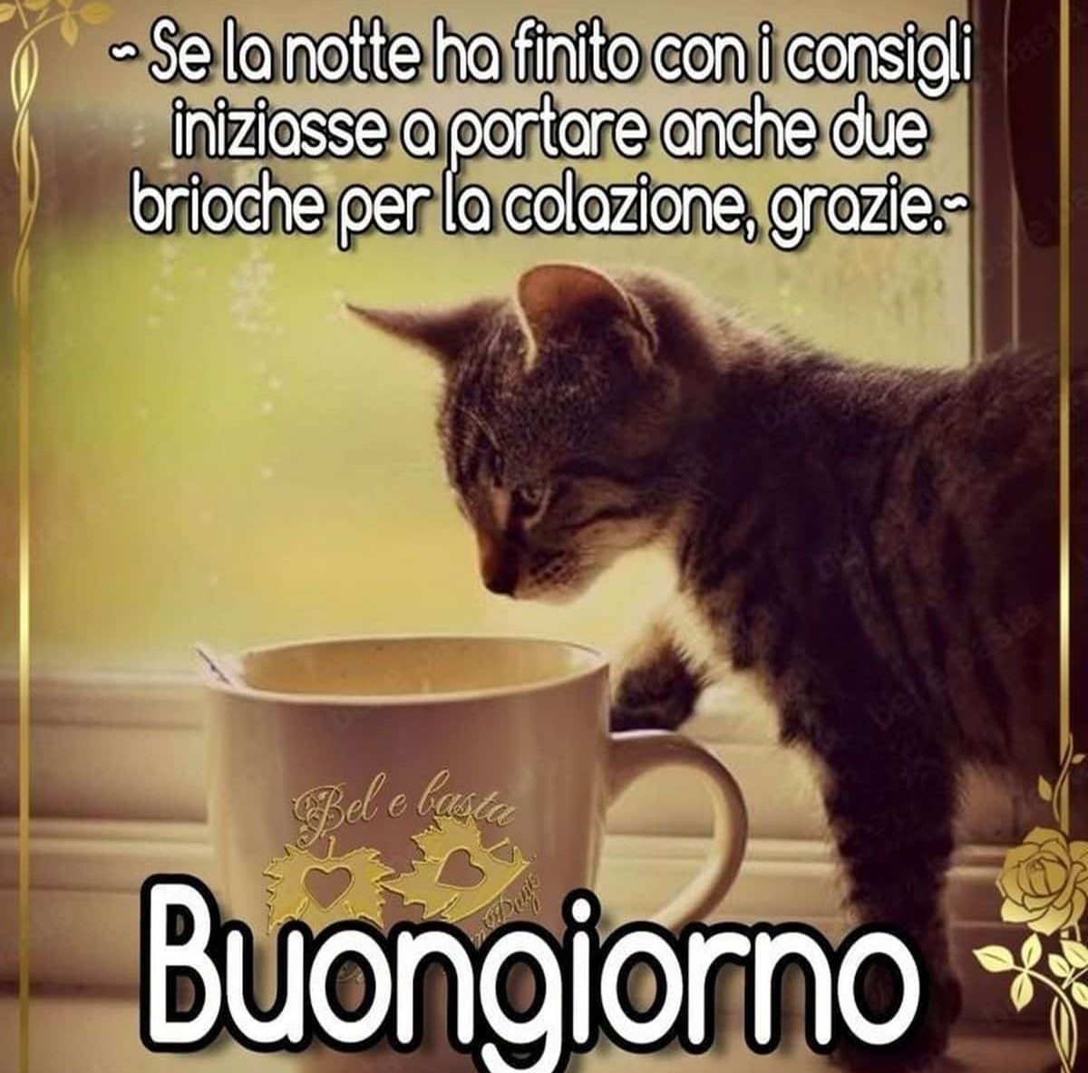 buon 17 marzo 2025 frasi immagini più belle