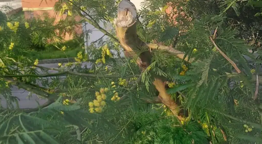 Furto albero mimose Avellino  