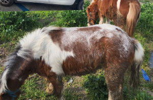 Sequestro cavalli Afragola