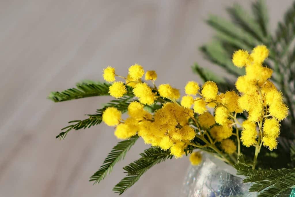 Festa della Donna: perché si celebra l'8 marzo e perché si regalano le mimose