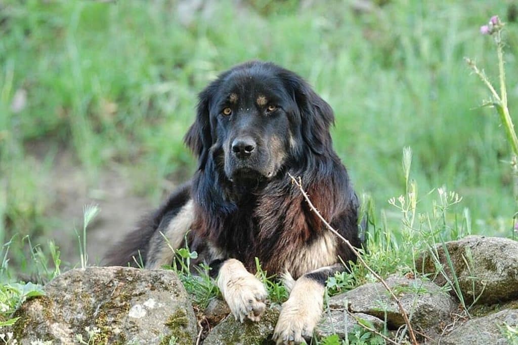 Frosinone aggredite cane ucciso