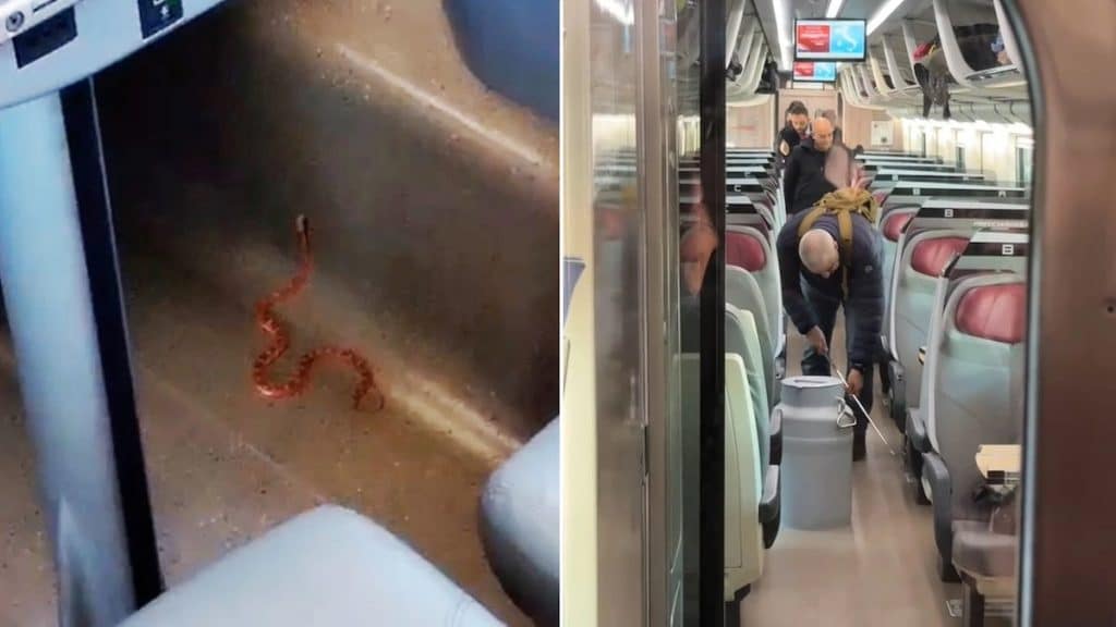 Alta Velocità in tilt: un serpente a bordo scatena il caos sul Frecciarossa Lecce-Milano